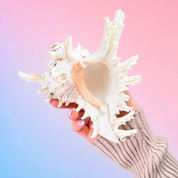 Frondose Murex Seashell - Oceanic Wisdom