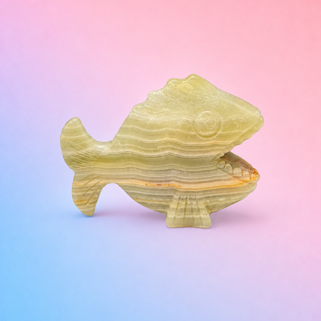 Afghan Jade Pirana - Adaptation