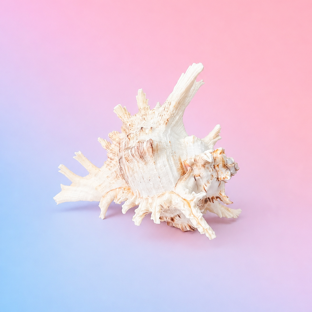 Frondose Murex Seashell - Oceanic Wisdom