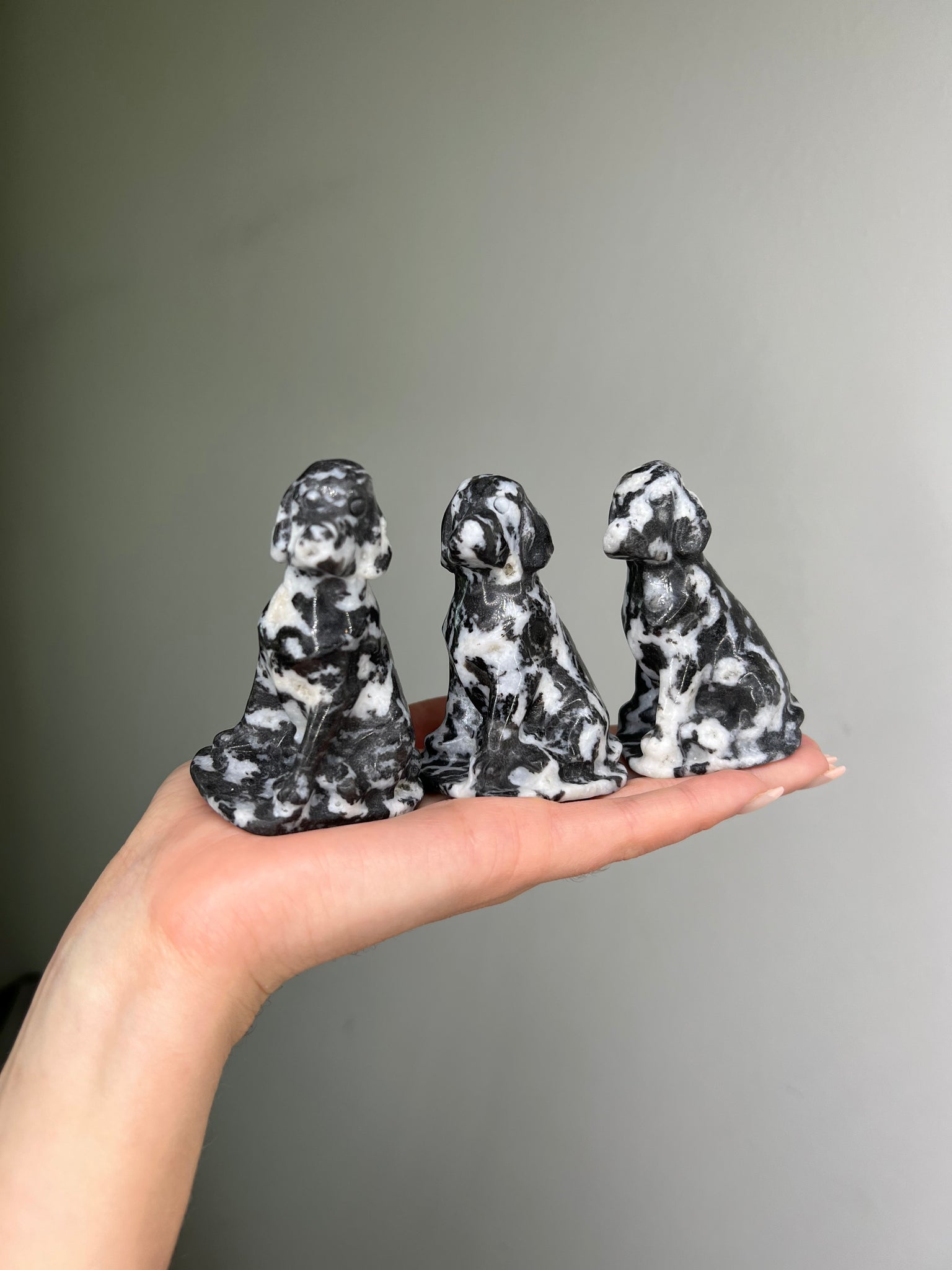 Zebra Jasper Dalmatian