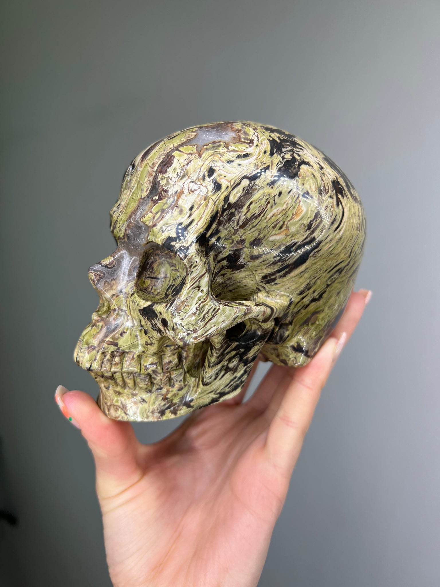 Petrified Wood Skull