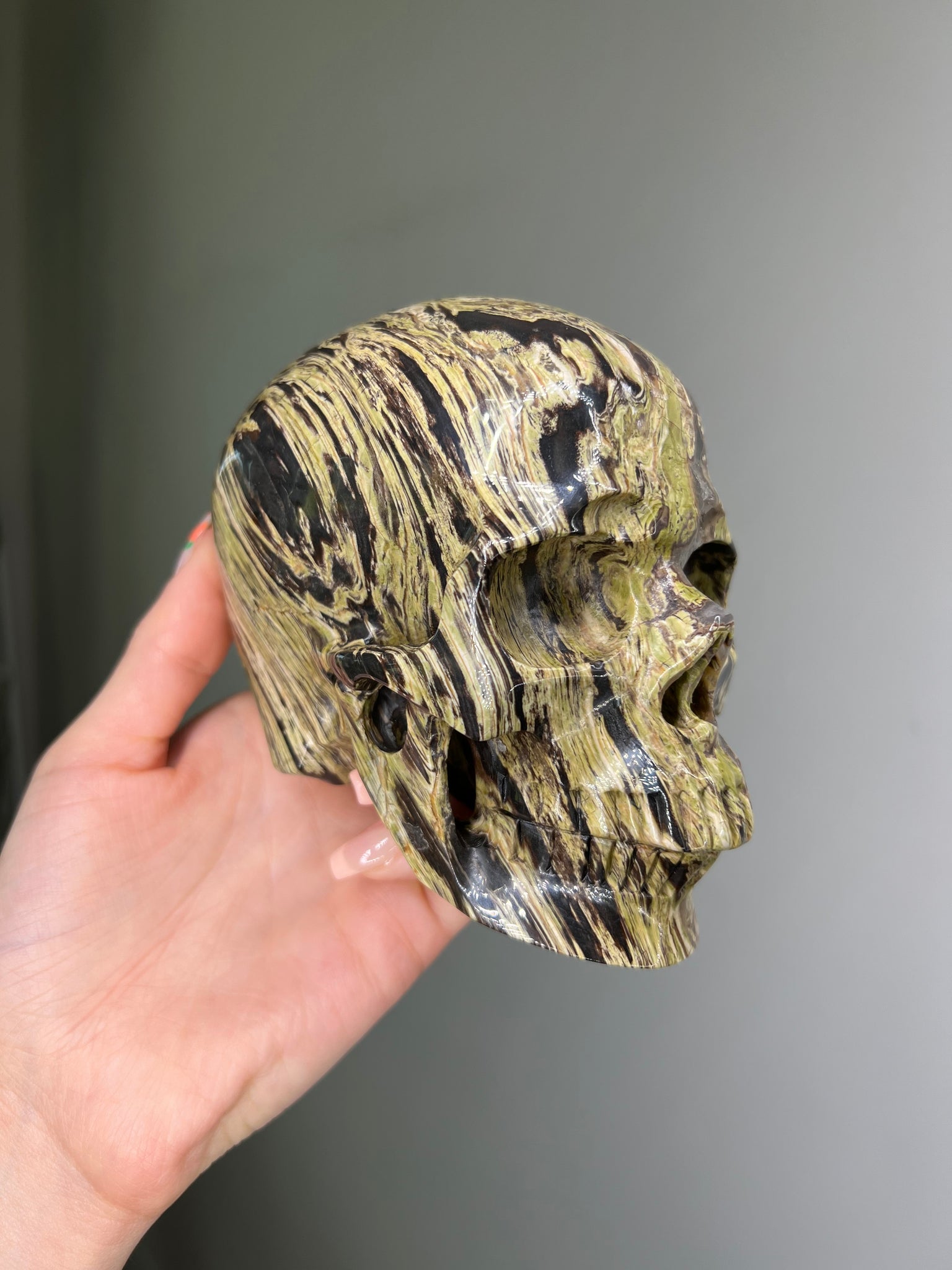 Petrified Wood Skull