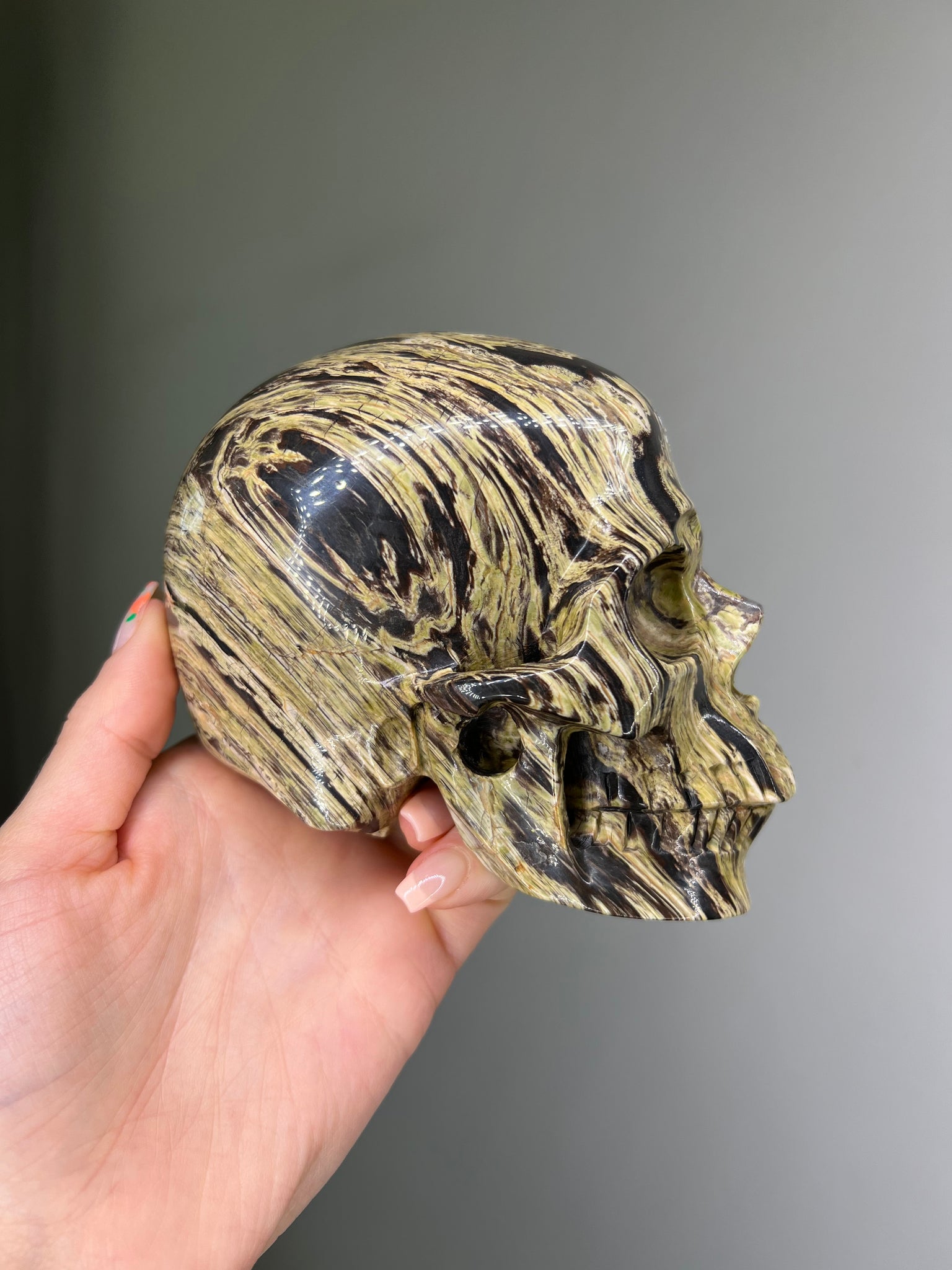 Petrified Wood Skull