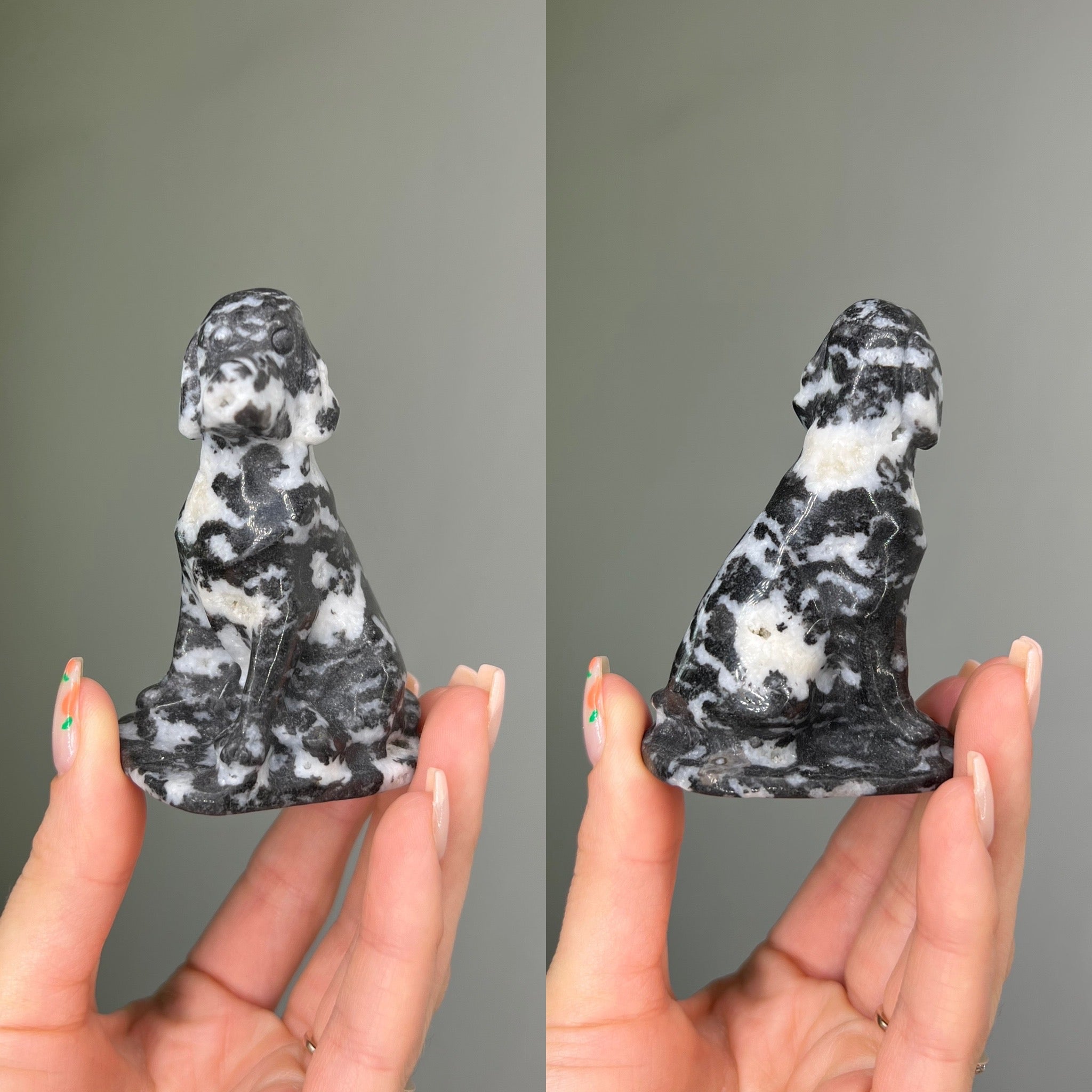 Zebra Jasper Dalmatian
