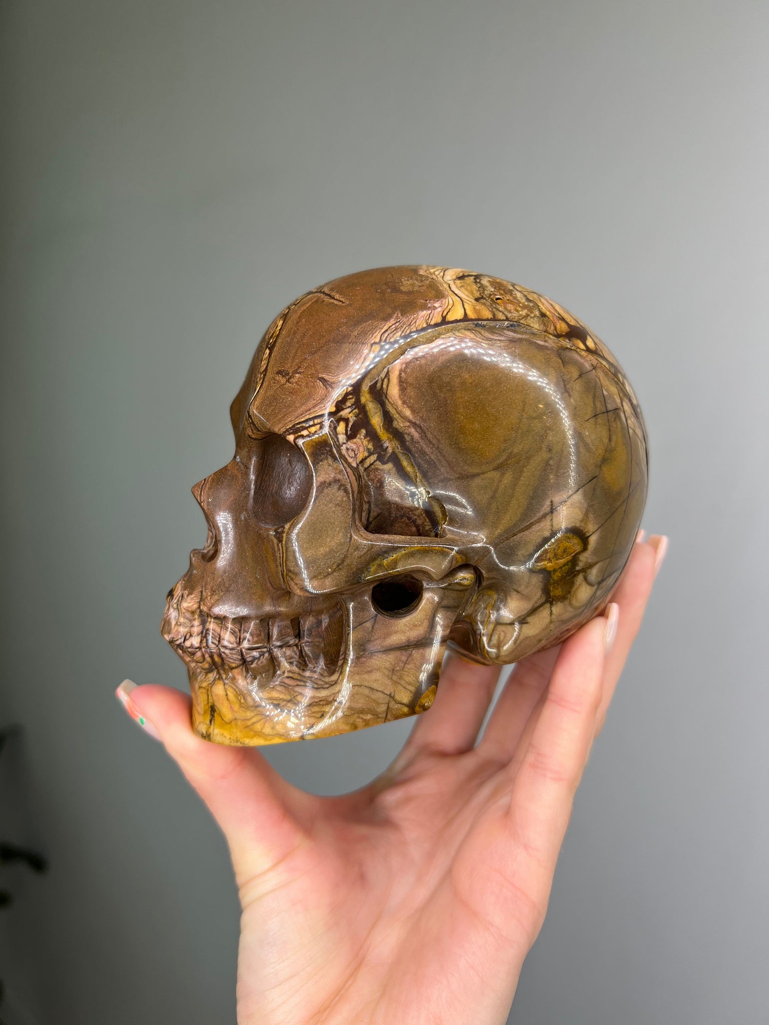 Petrified Wood Skull