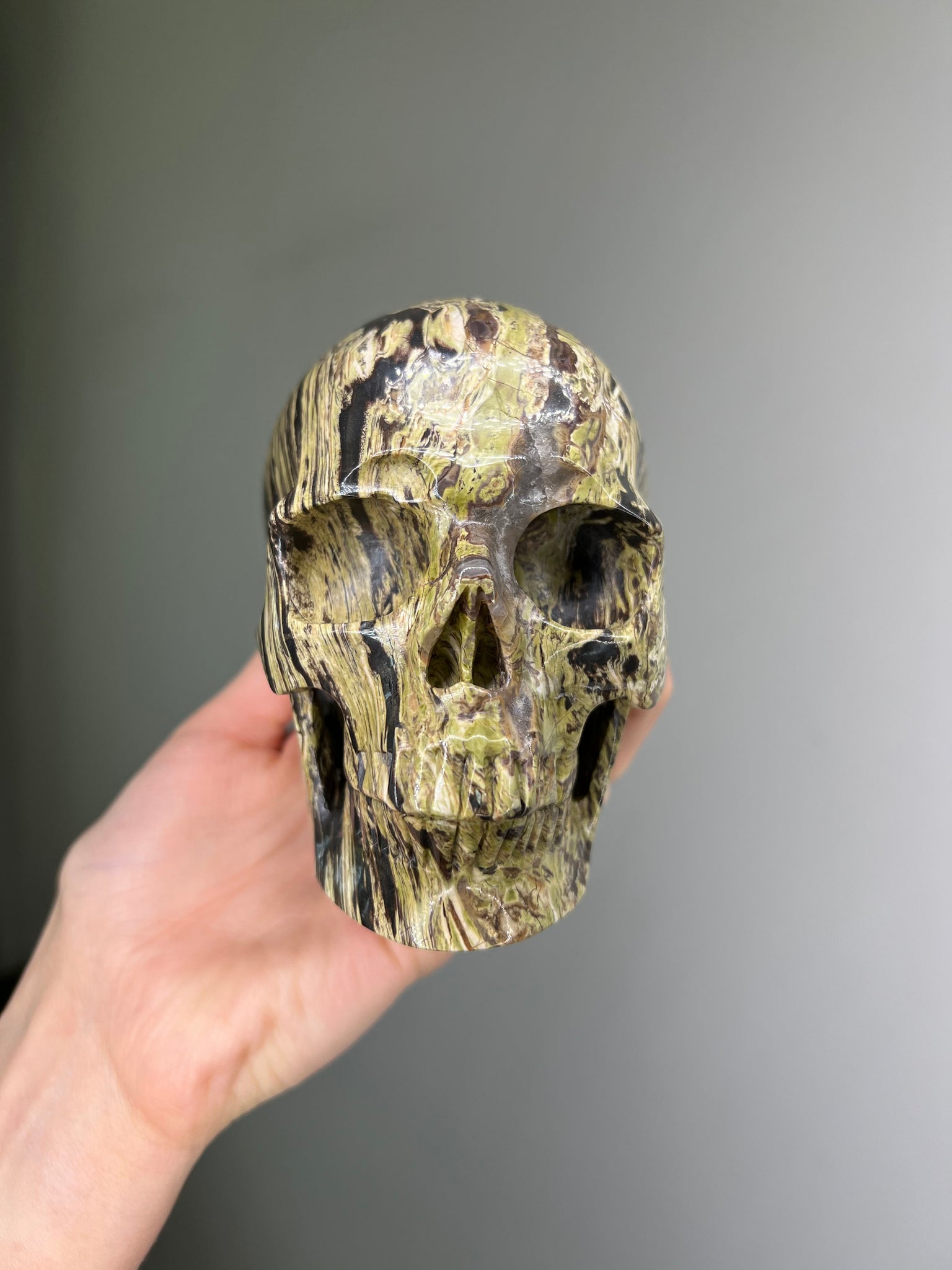 Petrified Wood Skull