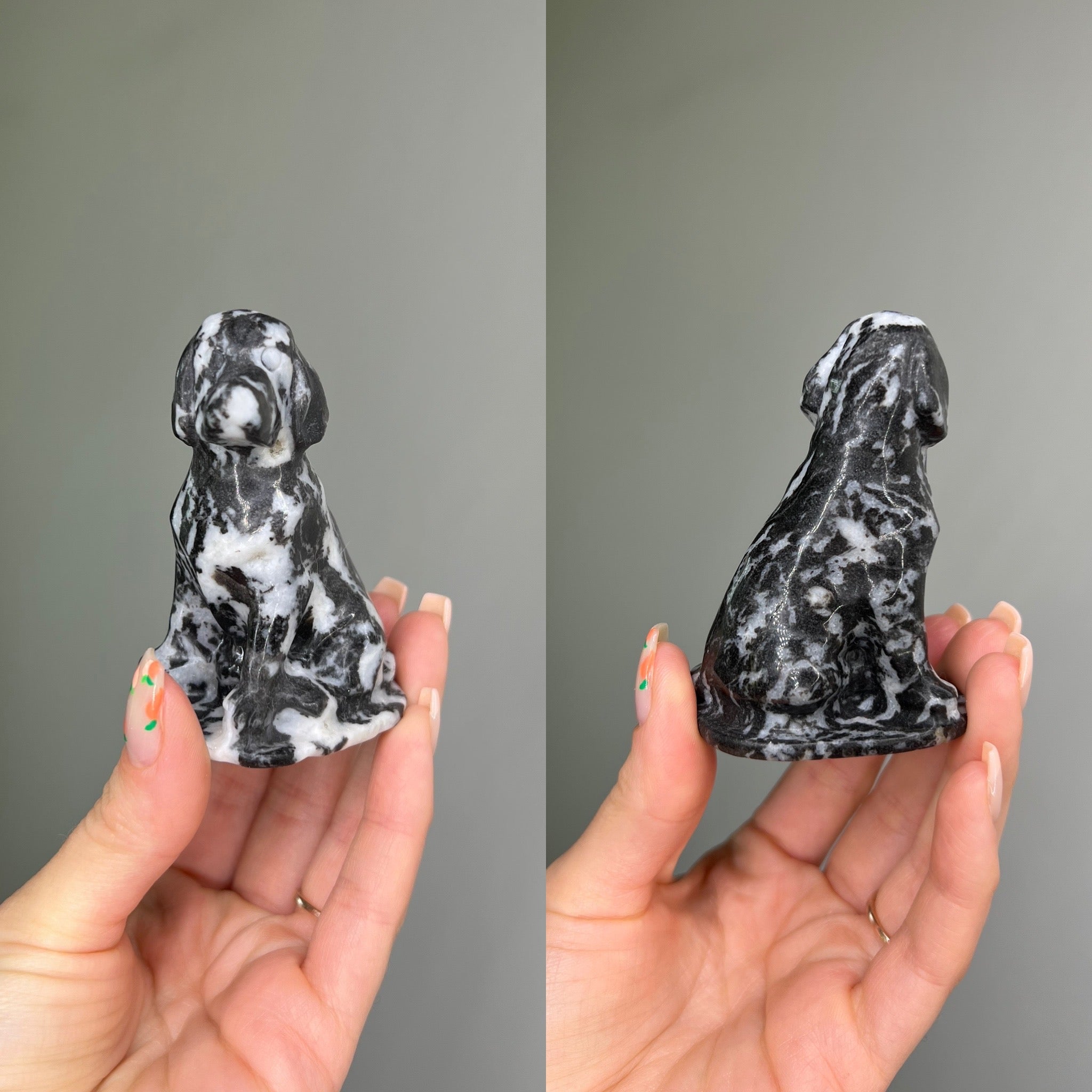Zebra Jasper Dalmatian