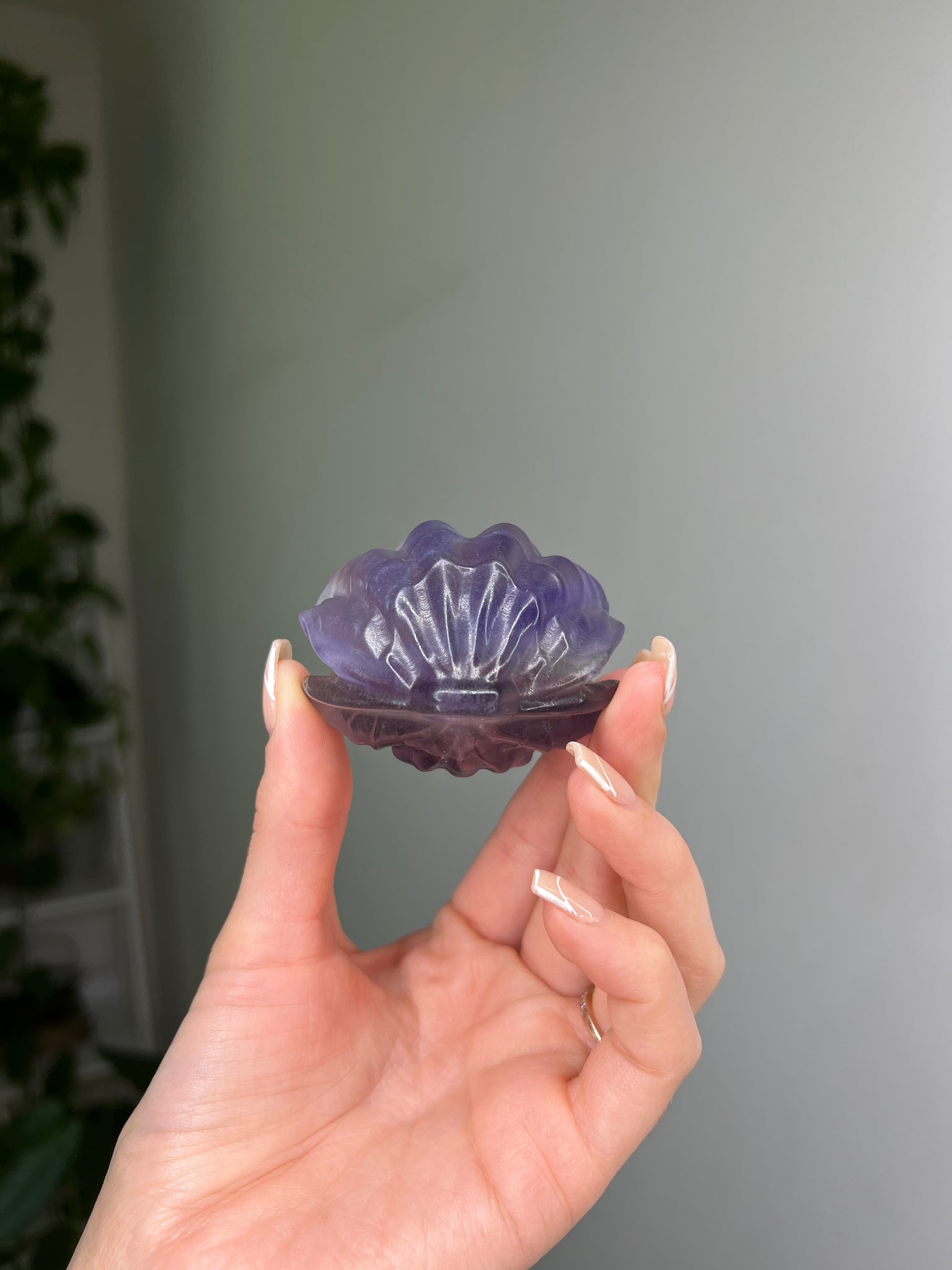 Fluorite Seashell