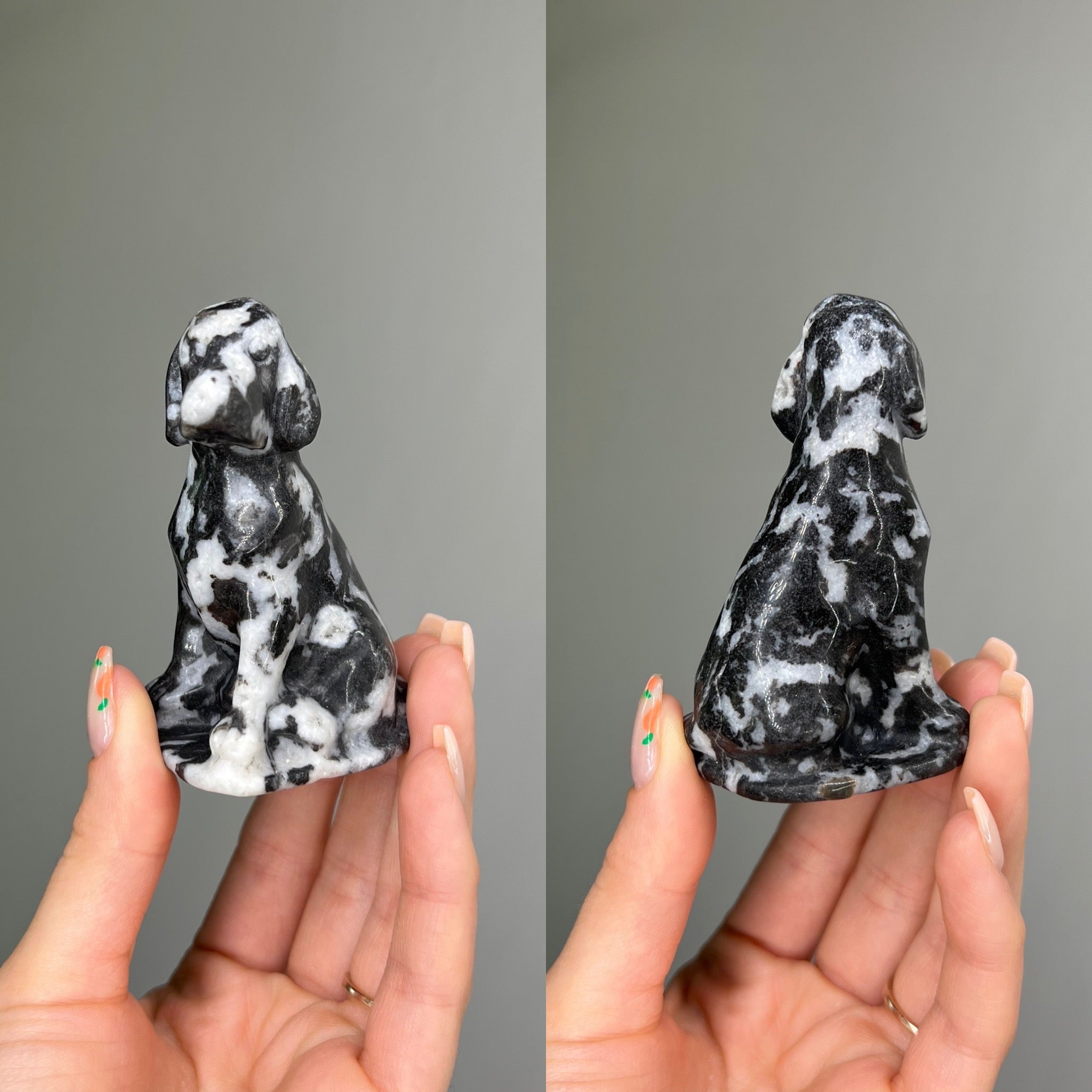 Zebra Jasper Dalmatian